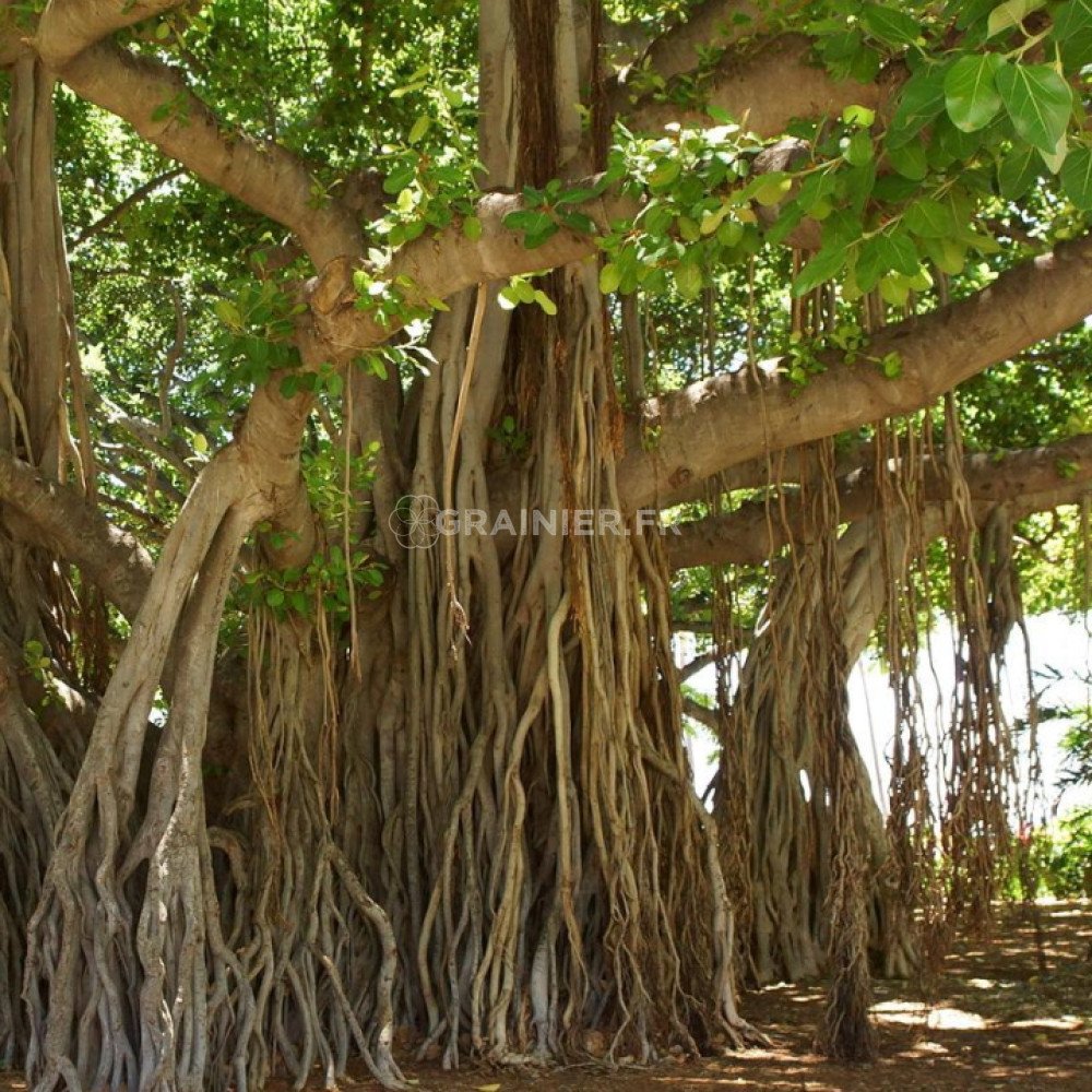 Graines De Figuier Des Banians - Ficus Benghalensis - 20 Graines Par Sachet - SAFLAX